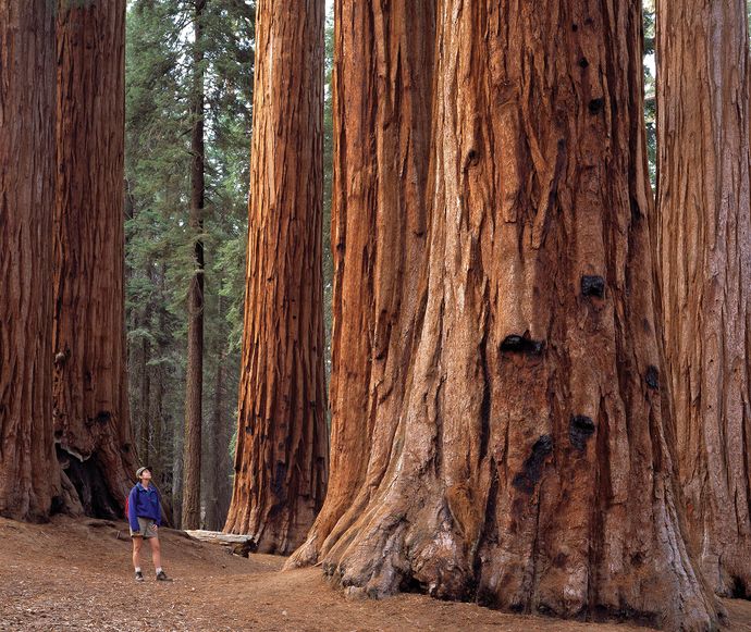 Hiker in Sequoia National Park in the Sierra Nevada, east-central California.