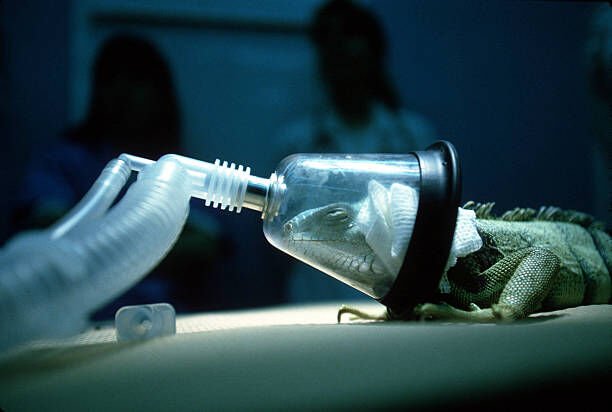 Ryoku the iguana is anesthetized for surgery at the Animal Medical Center in New York City. (Photo by Erik Freeland/Corbis via Getty Images)