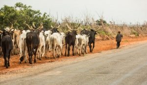 They Are Not Safe – Northern Coalition Asks FG To Evacuate All Herders From South