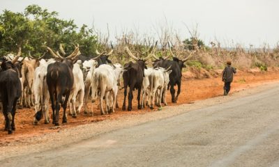 They Are Not Safe – Northern Coalition Asks FG To Evacuate All Herders From South