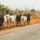 They Are Not Safe – Northern Coalition Asks FG To Evacuate All Herders From South