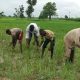 FG Drags Farmers To Court Over Non Refund Of N17bn Loan