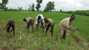 FG Drags Farmers To Court Over Non Refund Of N17bn Loan