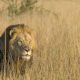 Lion Kills Railway Track Worker