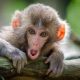 Monkey Sentenced To Life Imprisionment In India, See Why