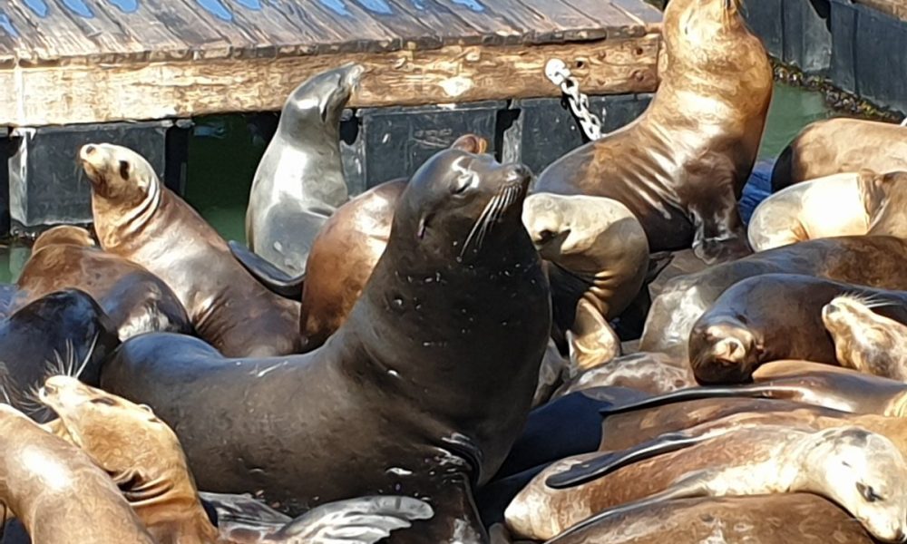 Sea lions