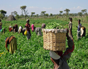 Farmers Oyo Wakil