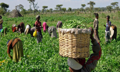 Farmers Oyo Wakil