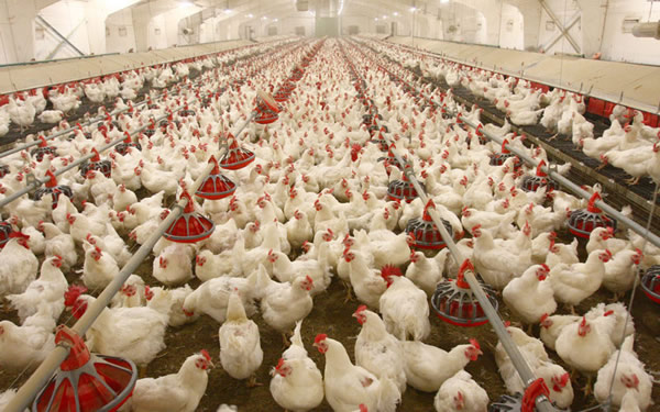 Ogun, Poultry farmers