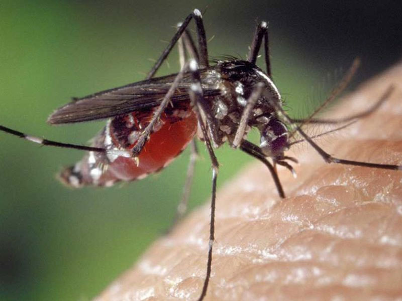 Malaria, Bauchi 