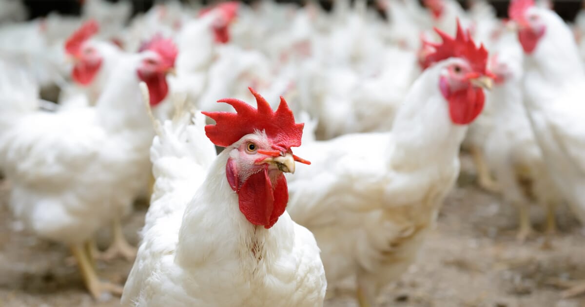 NCDC Confirms Bird Flu Outbreak In 7 states