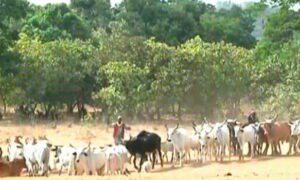 How Govt Can Tackle Farmers-Herders Crisis – Tinubu