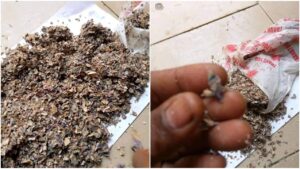 See Decayed Foreign Currency Recovered At Custom Officers House In Kano [PHOTOS]