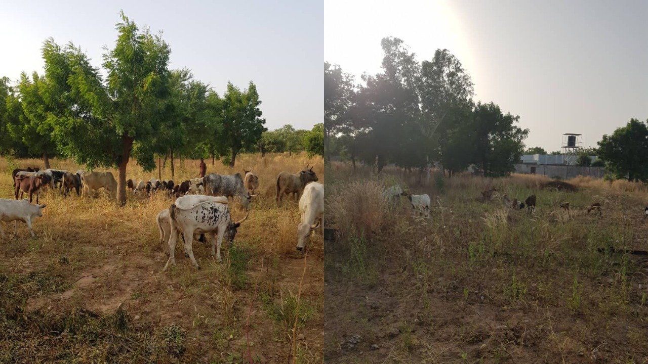 Security agents dislodge bandits’ camp, recover rustled cattle in Katsina