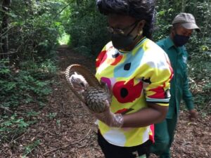 World Pangolin Day