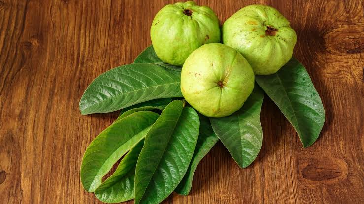 Guava leaves