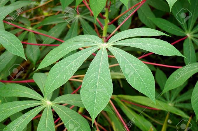 Cassava Leaves