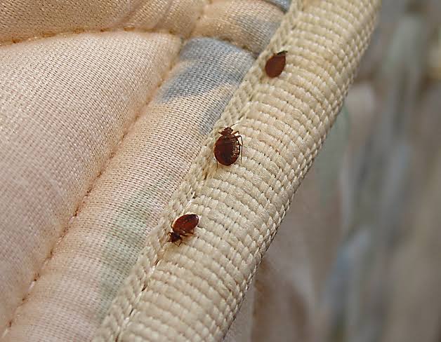 Bedbugs