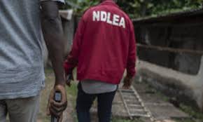 NDLEA Announces Arrest Of 352 Drug Peddlers In Kano