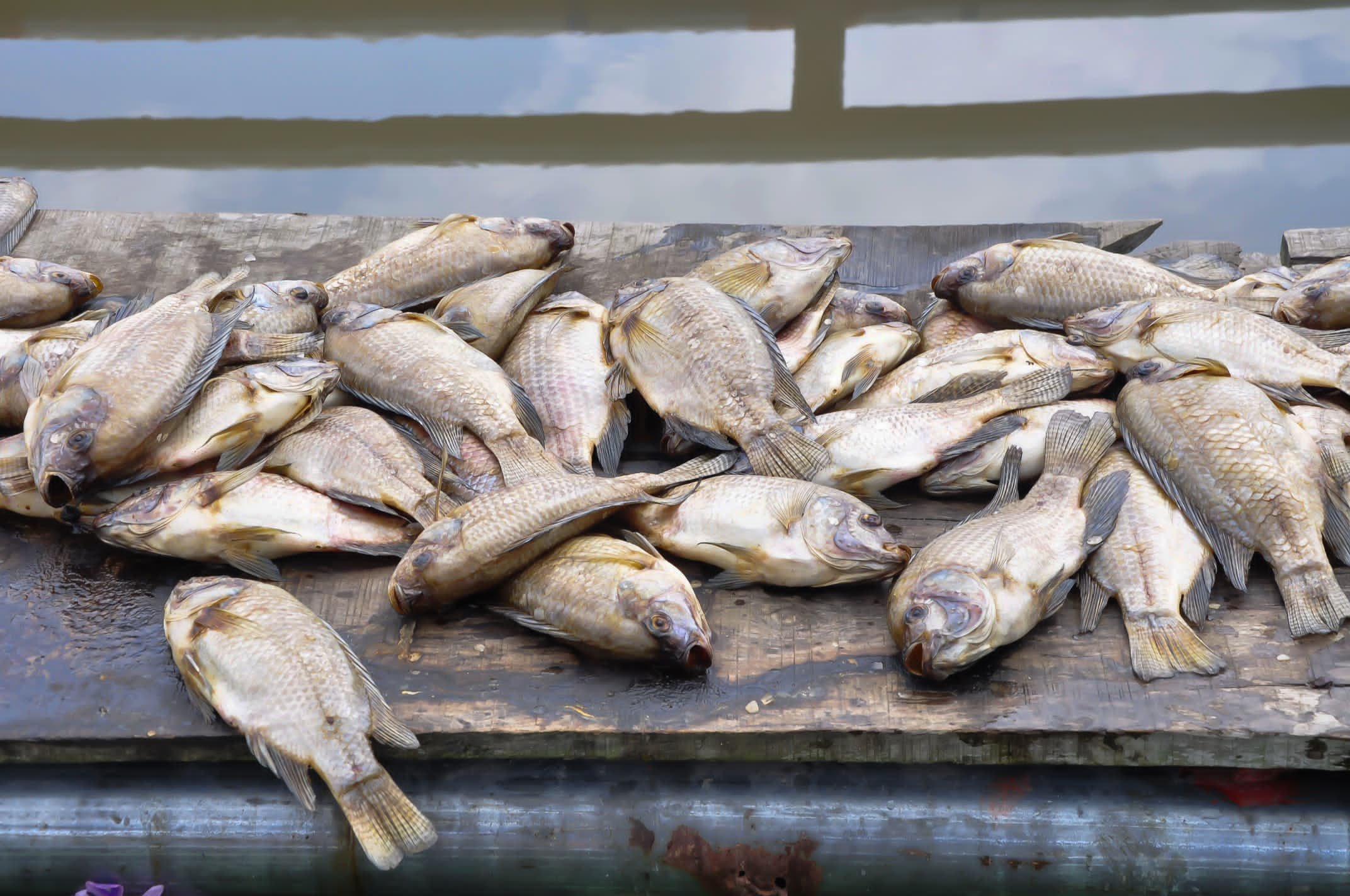 Samples of dead fish at the Cottage Fish Processing Center, Ebute Afuye Cluster, Epe, Lagos