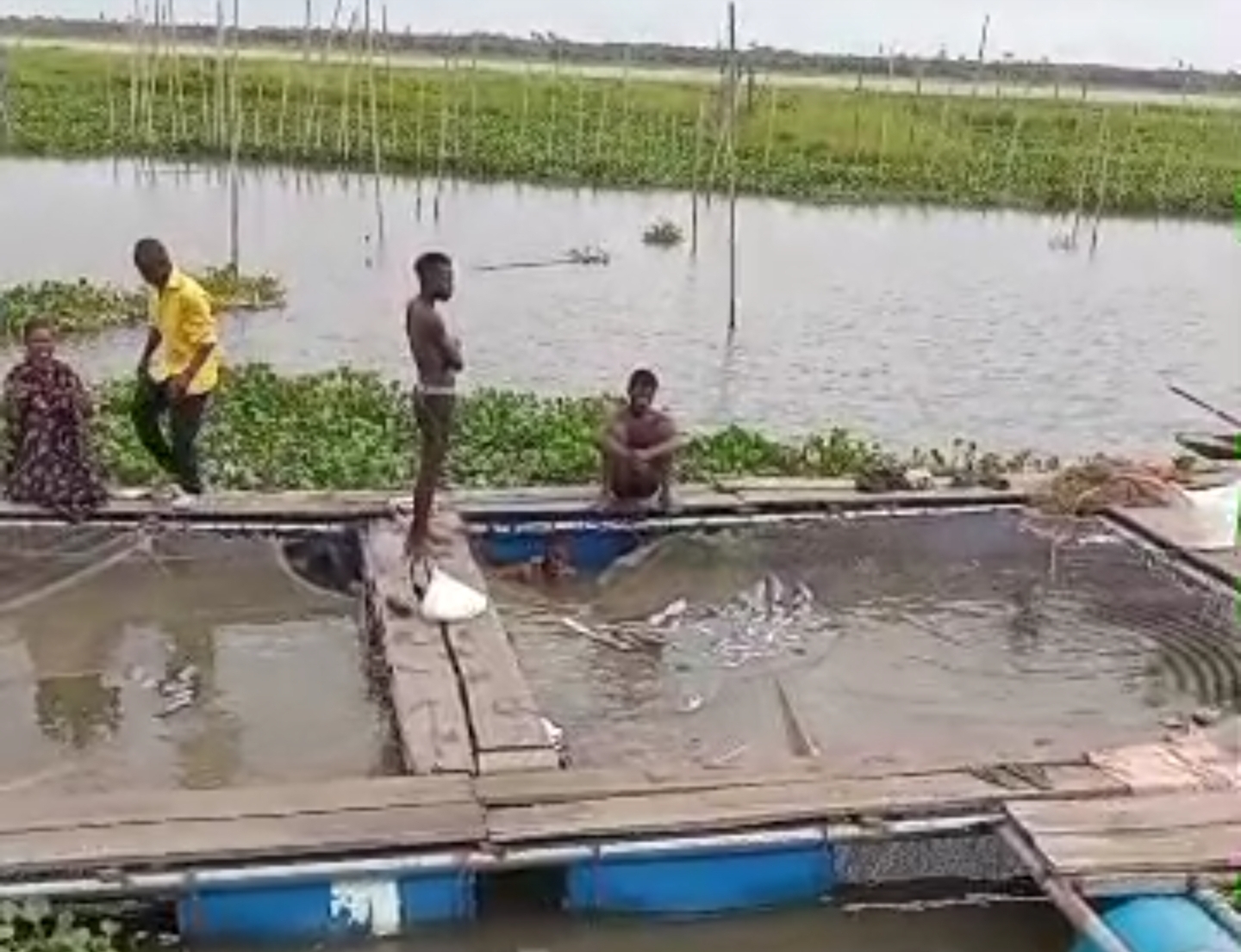 Some of the dead fish float on the water at Oluwo Fish Market, Epe, Lagos State