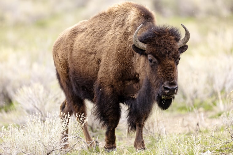 "Yellowstone Bison Incident: Idaho Man Arrested for Alleged Assault, DUI Charges Filed"