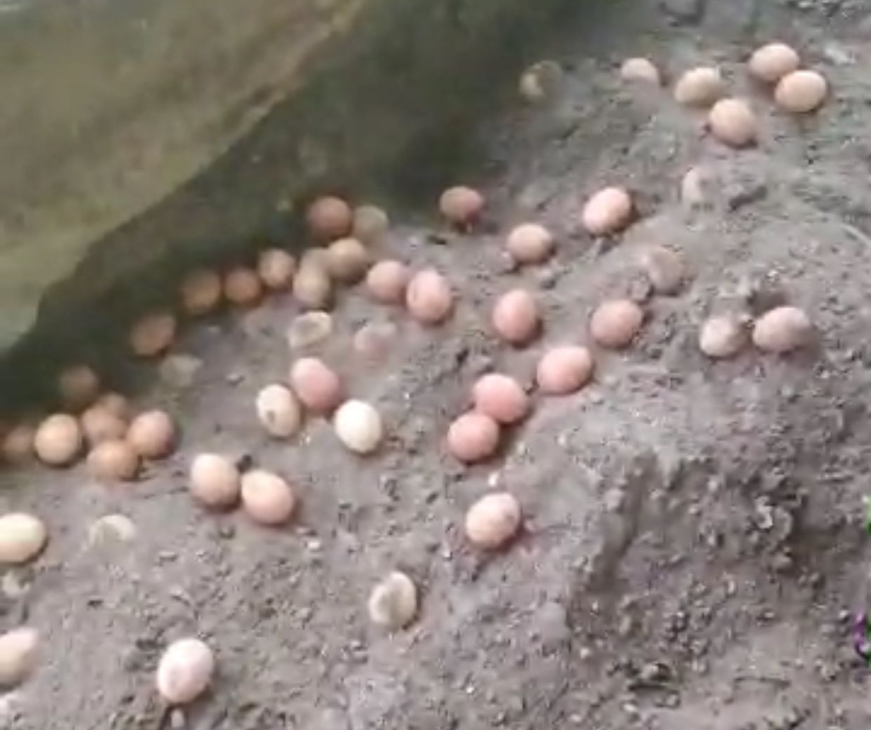 Buried stolen eggs at the unknown poultry