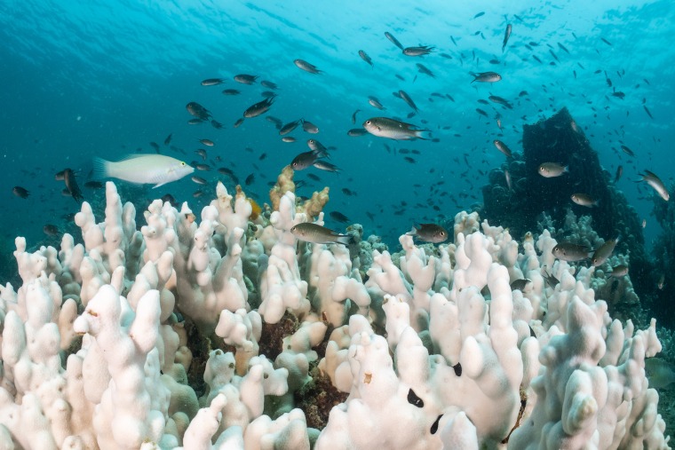 Ocean Temperatures Soar to New Heights, Pushing Coral Reefs to the Brink of Collapse