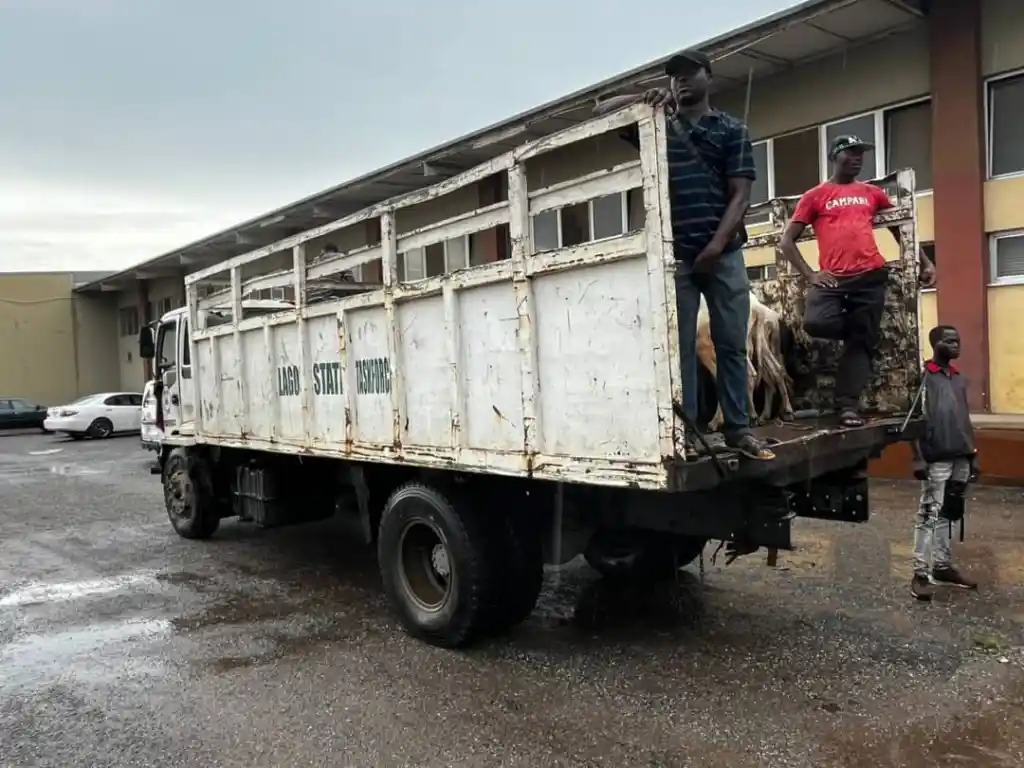 Lagos Crackdown: Roadside Livestock Sales Face Strict Enforcement