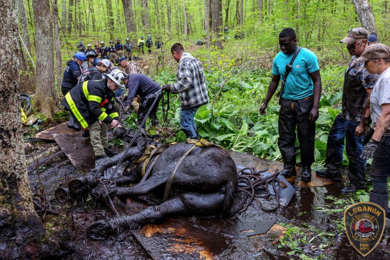 Two Horses Trapped in Mud for Hours Rescued by Quick-Thinking Responders