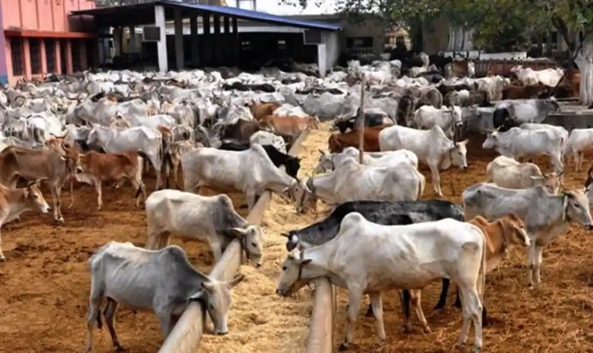 Nigeria's New Ministry Of Livestock