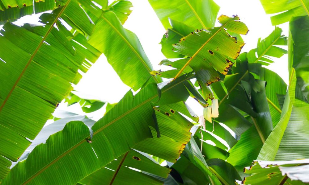 Banana Leaves