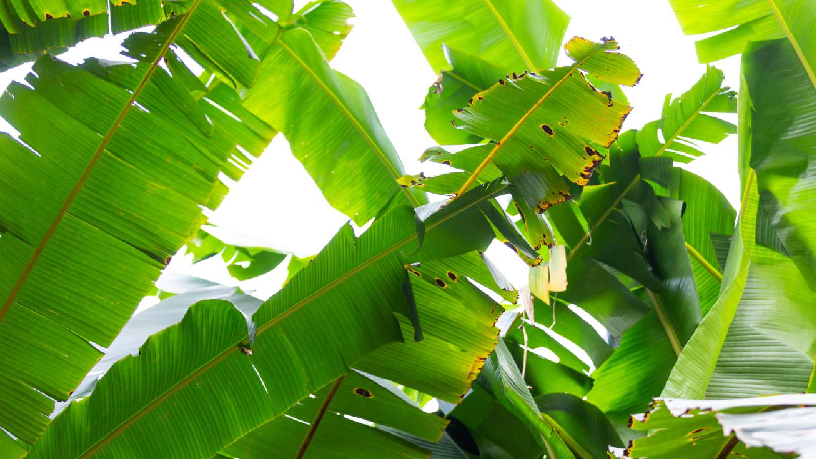 Banana Leaves