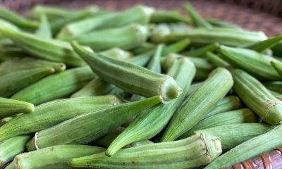 Eating Kola Nuts Regularly