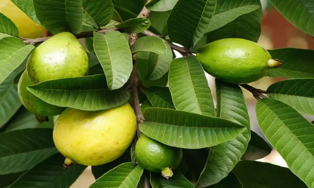 How To Relieve Weakness In Bed Using Simple Guava Leaves