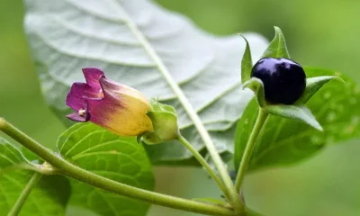 Dangerous Plants