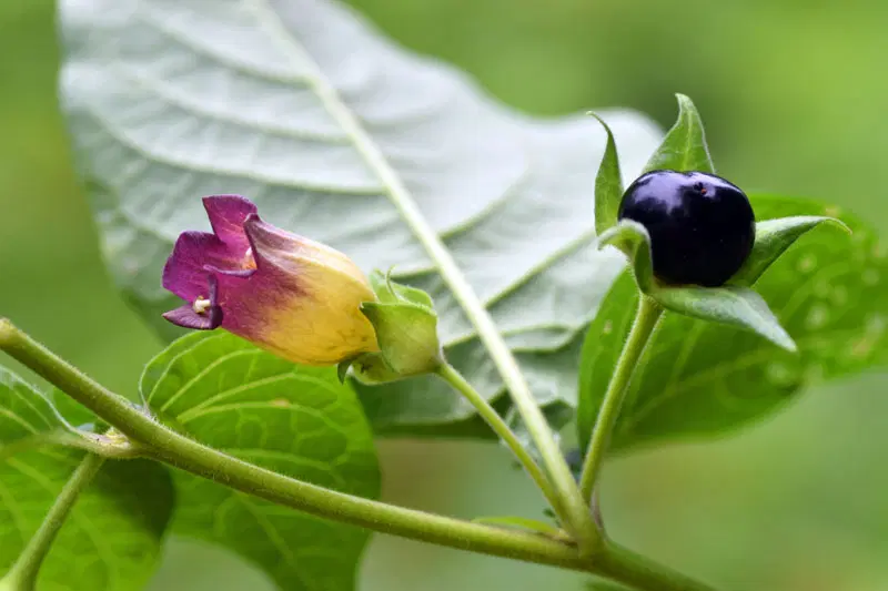 Dangerous Plants