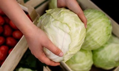 Cabbage Health Conditions