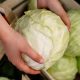 Cabbage Health Conditions