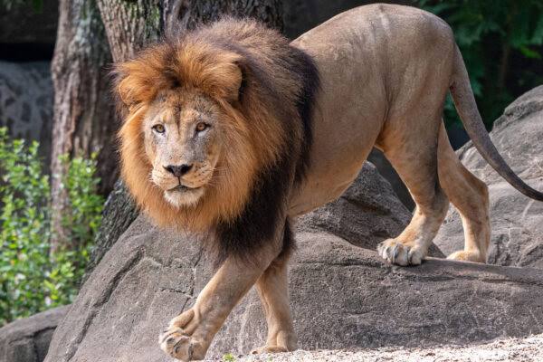 Love Gone Wrong: Zookeeper Mauled to Death After Entering Lion Enclosure to Impress Girlfriend