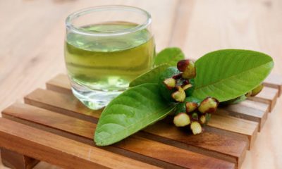 Health Guava Leaf Tea