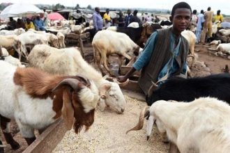 Best Places in Lagos to Buy Rams