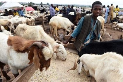 Best Places in Lagos to Buy Rams