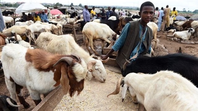 Best Places in Lagos to Buy Rams