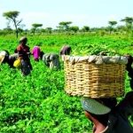 Tinubu’s Renewed Hope Agenda Targets Soil Health for Sustainable Farming