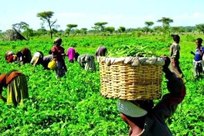 Tinubu’s Renewed Hope Agenda Targets Soil Health for Sustainable Farming