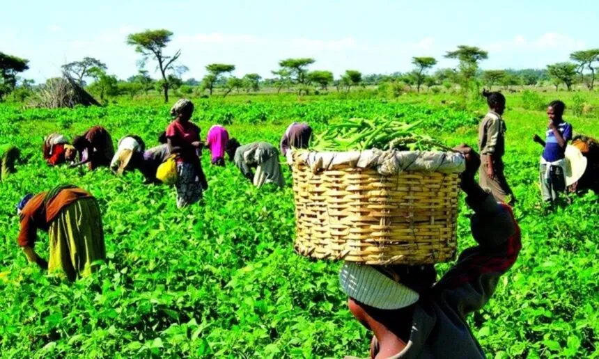 Tinubu’s Renewed Hope Agenda Targets Soil Health for Sustainable Farming