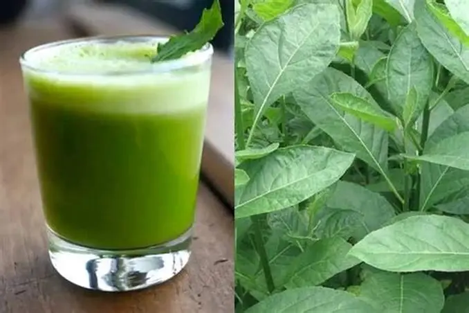 Bitter Leaf for Blood Sugar