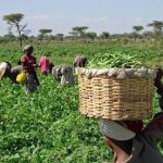 Dr. Alausa, Sabi Abdullahi Unveil New Agricultural Curriculum to Tackle Food Crisis