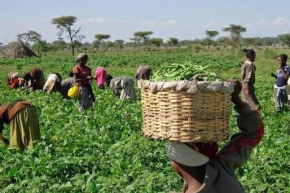 Dr. Alausa, Sabi Abdullahi Unveil New Agricultural Curriculum to Tackle Food Crisis